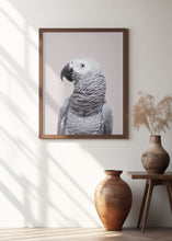 Load image into Gallery viewer, African Grey