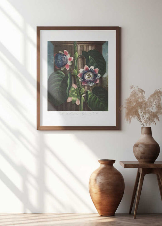 The Quadrangular Passion Flower from The Temple of Flora (1807)