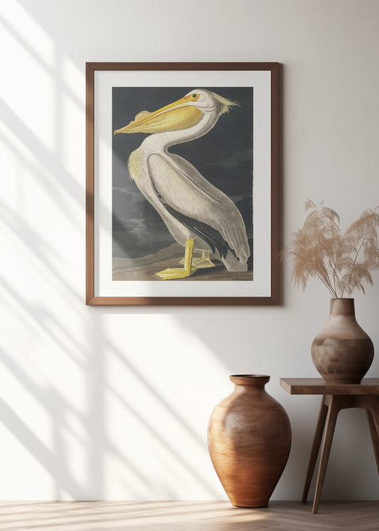 American White Pelican From Birds of America (1827)