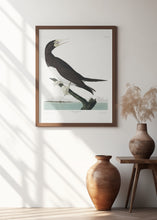 Load image into Gallery viewer, Booby Gannet From Birds of America (1827)