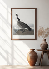 Load image into Gallery viewer, Hutchins's Barnacle Goose From Birds of America (1827)