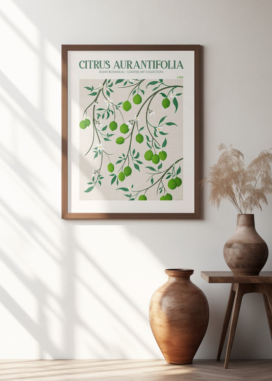 Citrus Aurantifolia - Lime