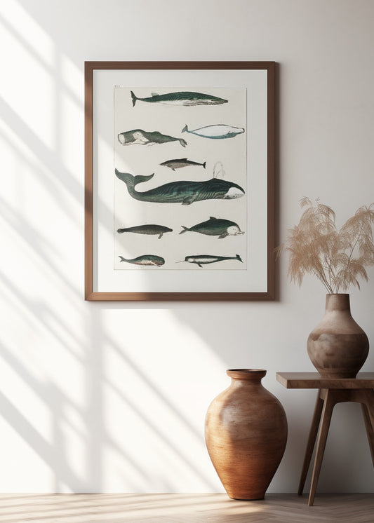 Vintage Whale Poster