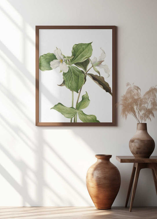 Large White Trillium