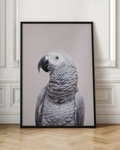 Load image into Gallery viewer, African Grey