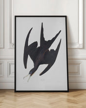 Load image into Gallery viewer, Frigate Pelican From Birds of America (1827)