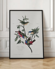 Load image into Gallery viewer, Painted Finch From Birds of America (1827)