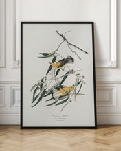 Load image into Gallery viewer, Prothonotary Warbler From Birds of America (1827)