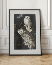 Load image into Gallery viewer, Snowy Owl From Birds of America (1827)