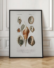 Load image into Gallery viewer, Different Types of Mollusks