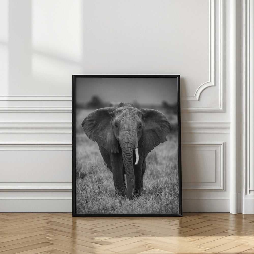 SINGULARITY | Elephant wall art