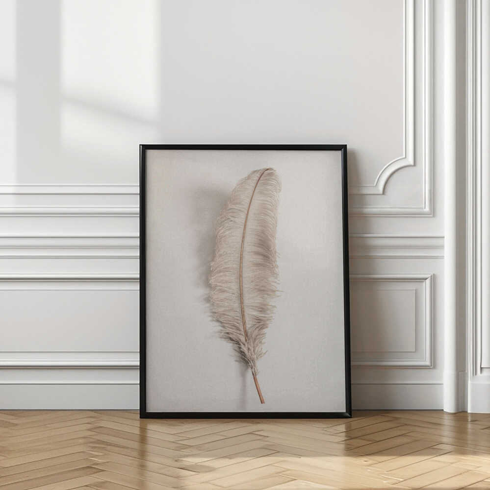 Feather_002