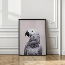 Load image into Gallery viewer, African Grey