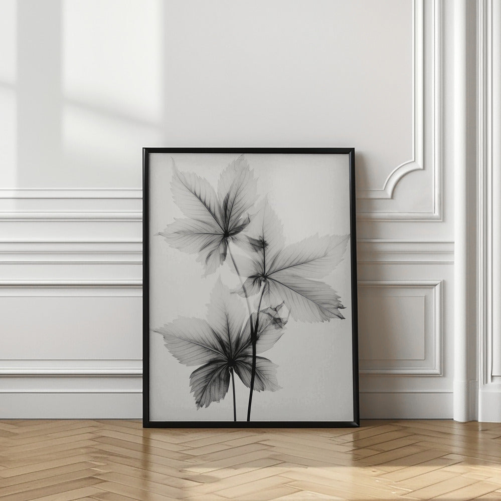 Transparent Botanic No 5 | Black and white floral wall art