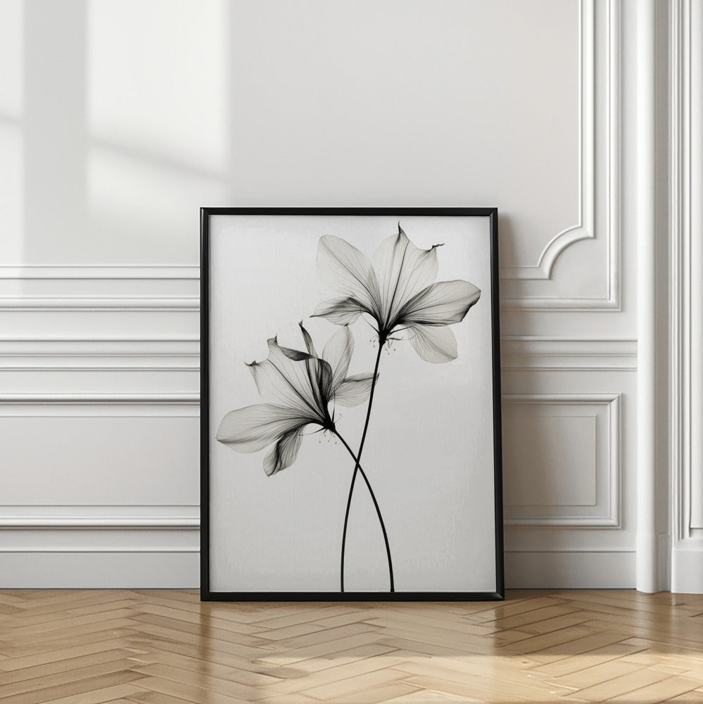 Transparent Botanic No 6 |Black and white floral wall art