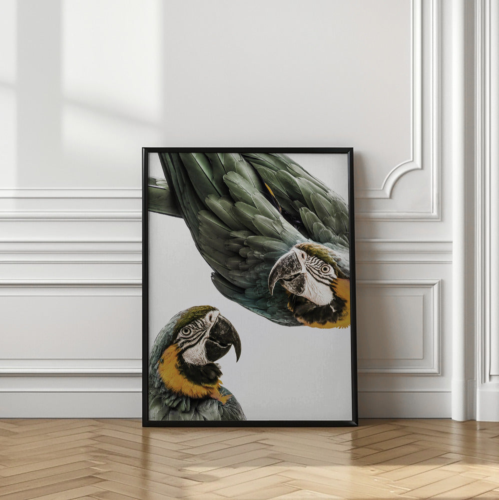 Vibrant Parrot Duo | Bird wall art