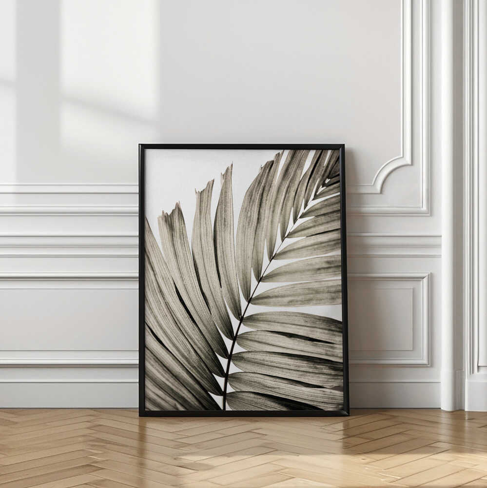 Abstract Palm Frond