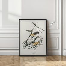 Load image into Gallery viewer, Prothonotary Warbler From Birds of America (1827)