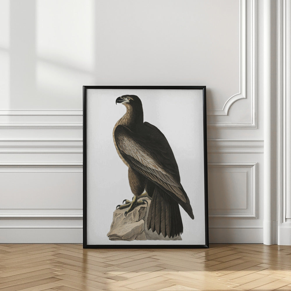Great American Sea Eagle From Birds of America (1827)