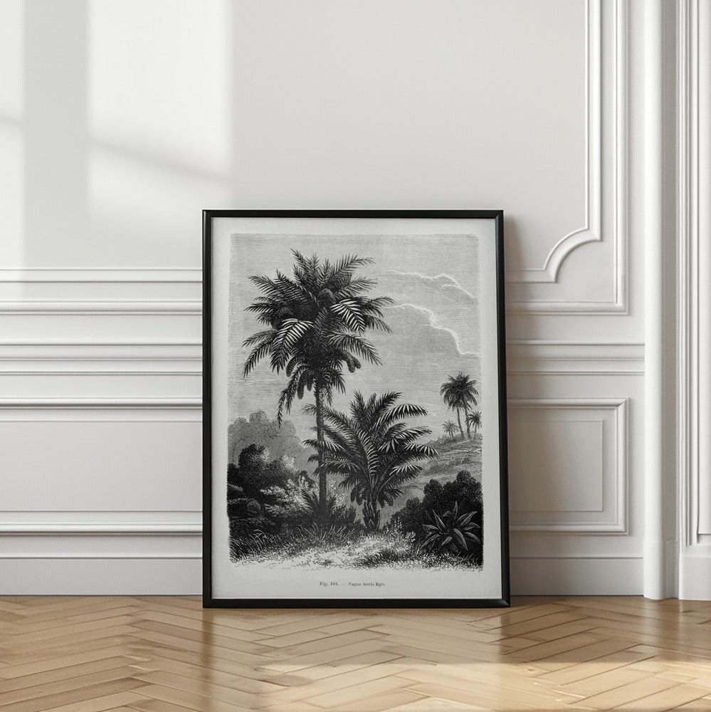 Vintage Palm Tree Drawing V