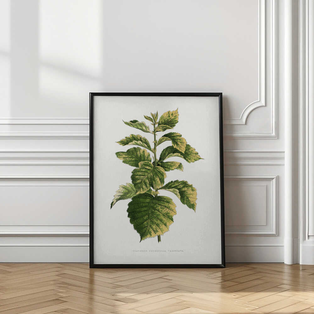 Common Hawnthorn Leaf Illustration