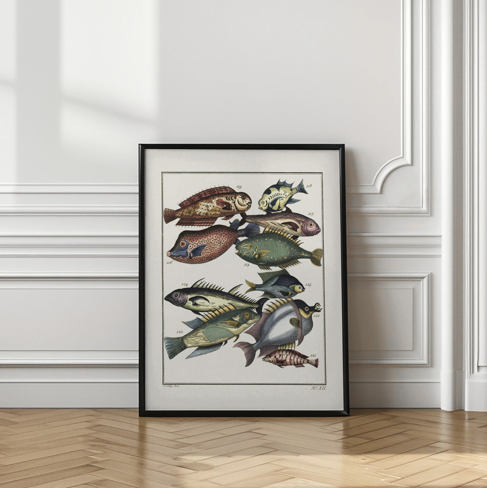 Exotic Fish (1767) By J V Schley