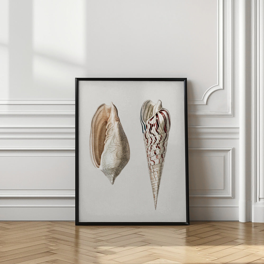 Two Mollusks Crop II