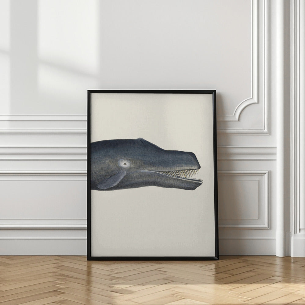 Whale I Tight Crop Handcolored Sealife Lithograph 1824