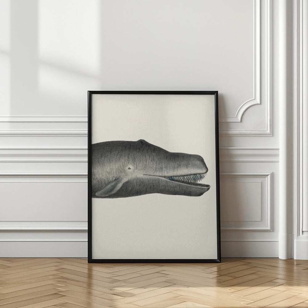 Whale Ii Tight Crop Handcolored Sealife Lithograph 1824