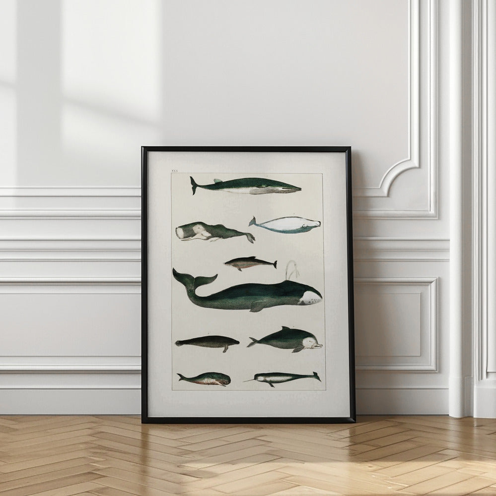 Vintage Whale Poster