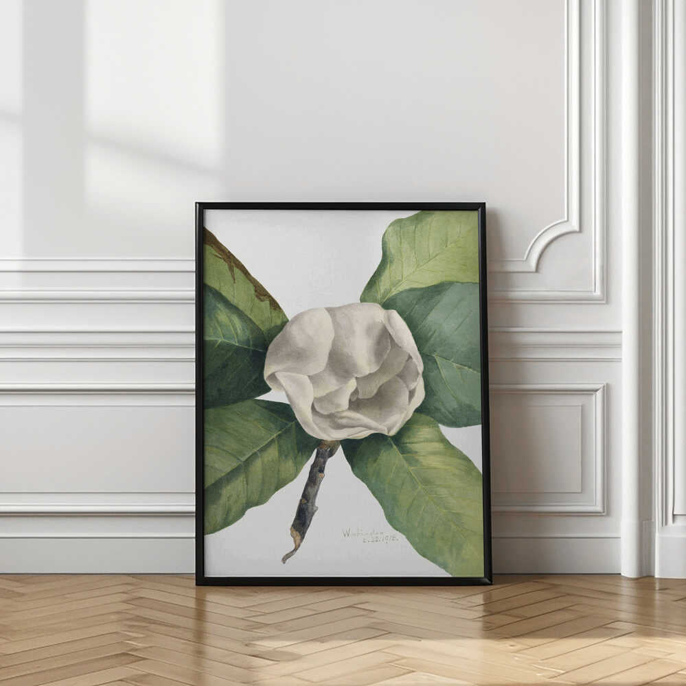Southern Magnolia (1918)