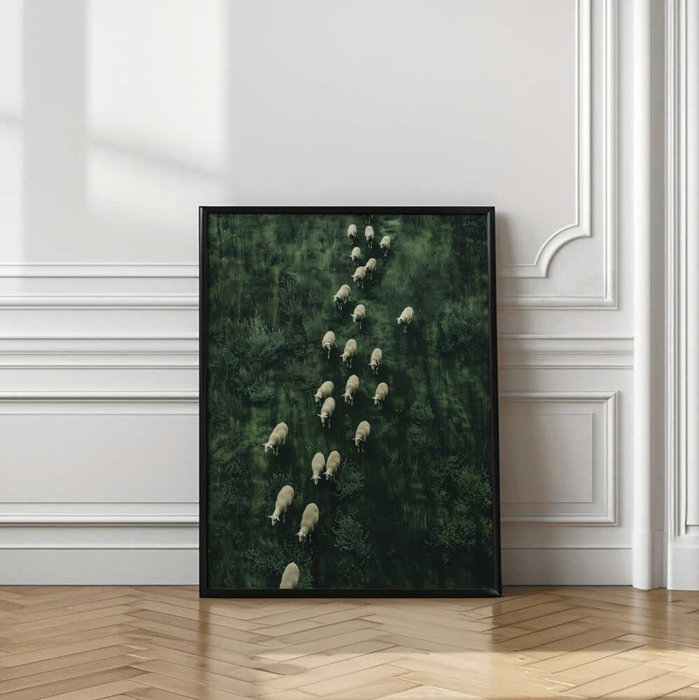 Sheep's Journey Home