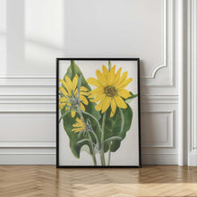 Load image into Gallery viewer, Balsamroot From North American Wildflowers (1925) By Mary Vaux Walcott
