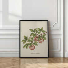 Load image into Gallery viewer, Donutus Arboris