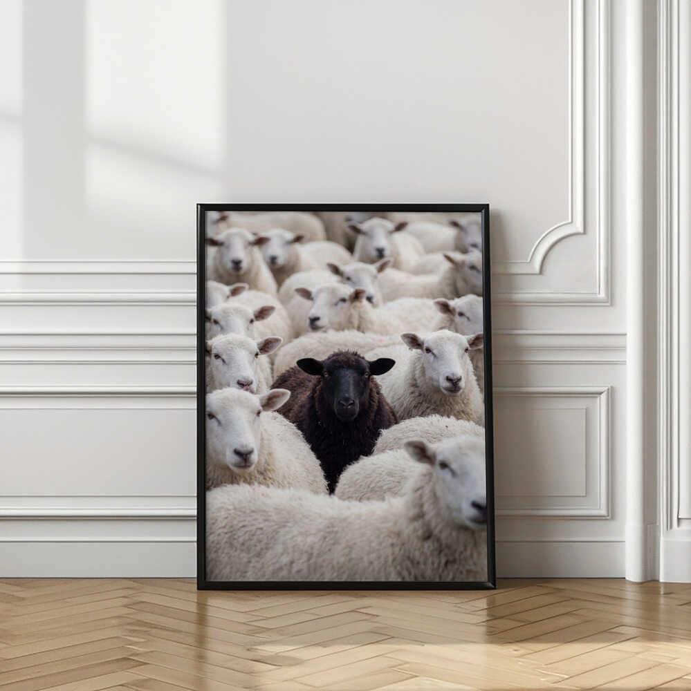 One Black Sheep
