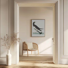 Load image into Gallery viewer, Booby Gannet From Birds of America (1827)