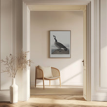 Load image into Gallery viewer, Hutchins's Barnacle Goose From Birds of America (1827)