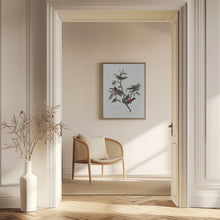 Load image into Gallery viewer, Painted Finch From Birds of America (1827)