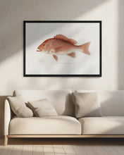 Load image into Gallery viewer, Red Snapper