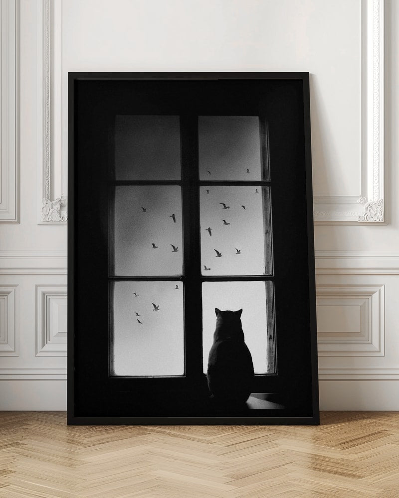 Black Cat Window View