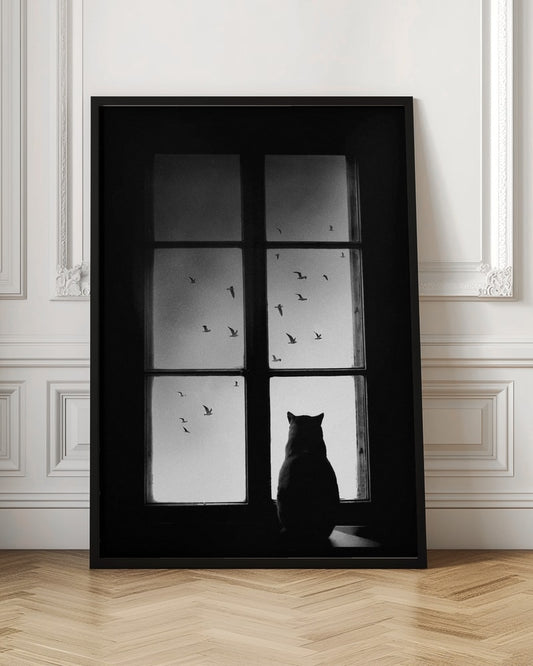 Black Cat Window View