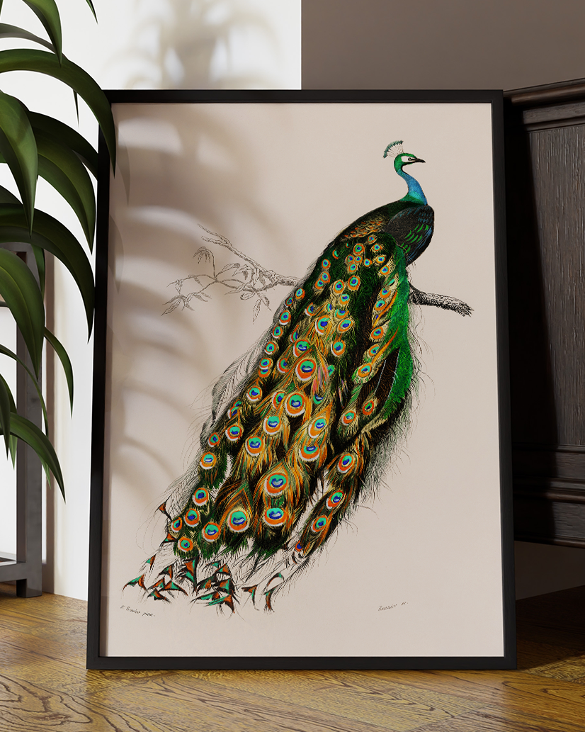 Vintage Peacock |  Indian peafowl | Charles Dessalines D' Orbigny  Art Print