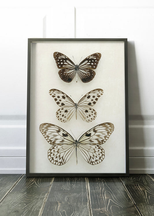 Three Neutral Butterflies | Minimal insect wall art