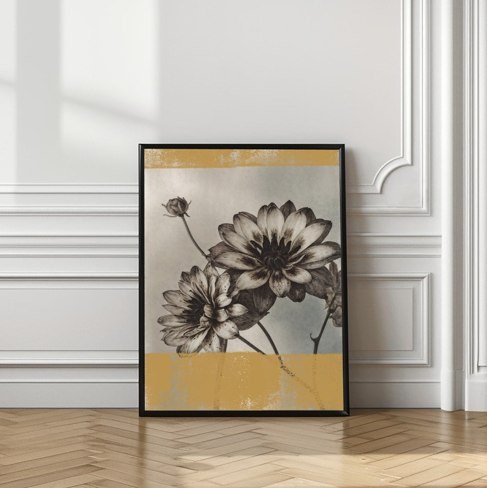 Vintage Dahlia Blooms