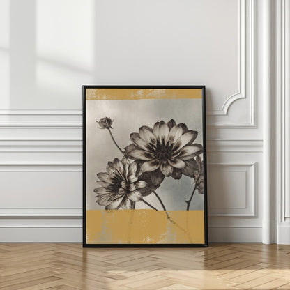Vintage Dahlia Blooms
