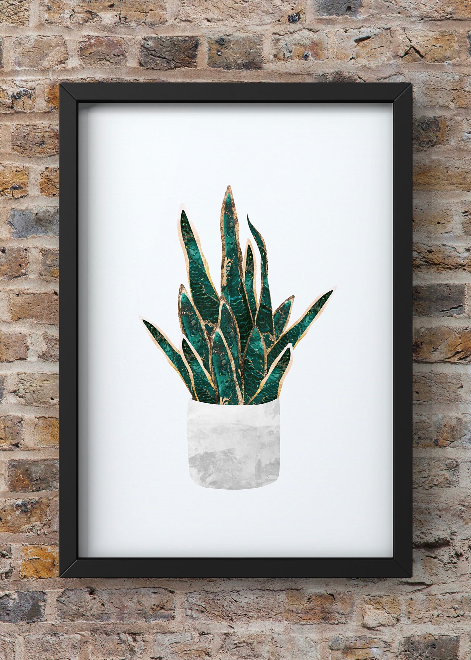 Snake Plant By Sarah Manovski