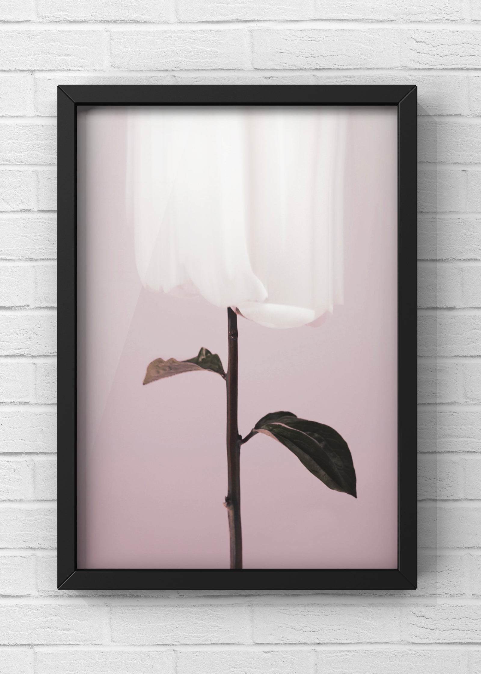 Peony 19 | Minimal Modern Art  | From Studio III
