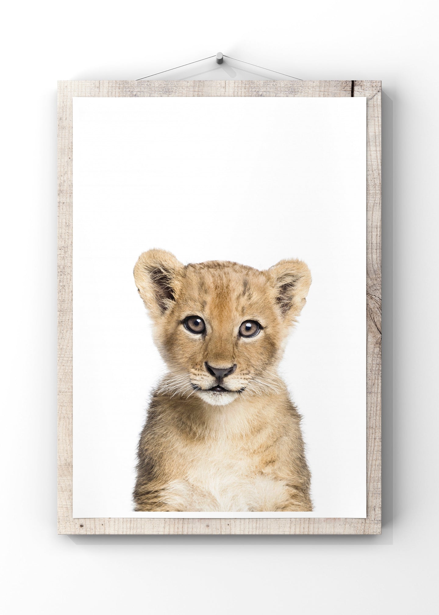 Baby Lion by Kathrin Pienaar