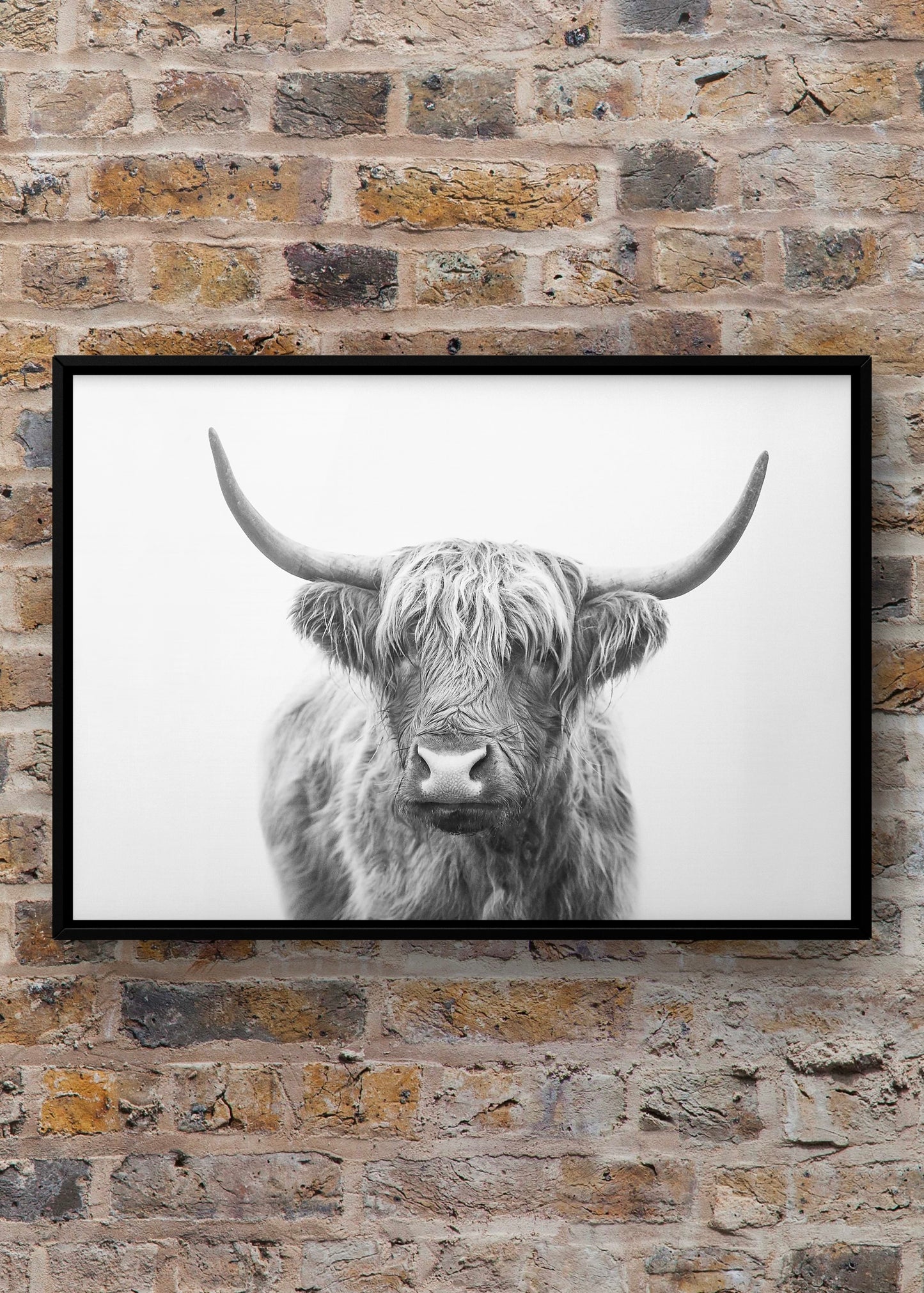 Highland Bull by Kathrin Pienaar