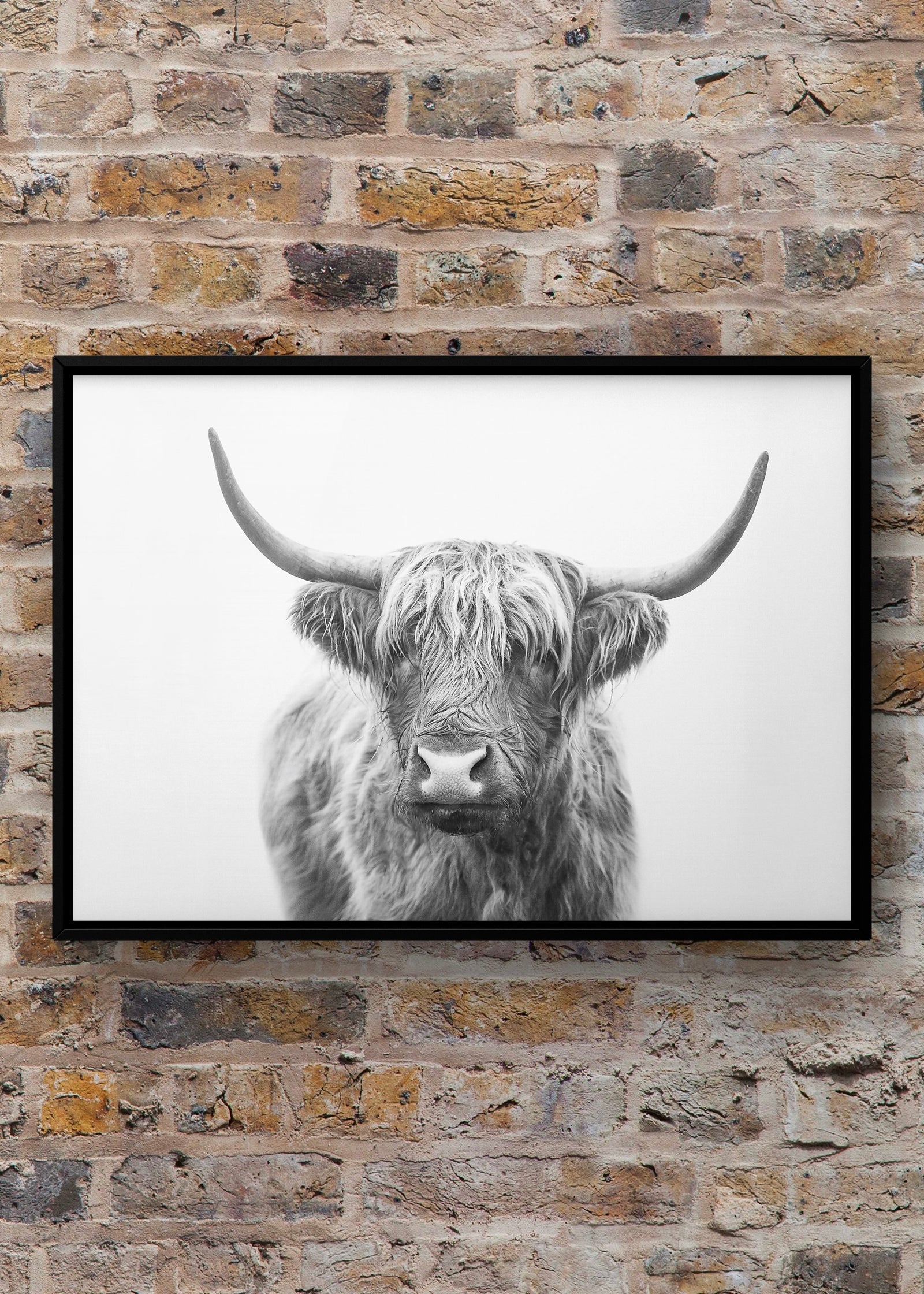 Highland Bull by Kathrin Pienaar